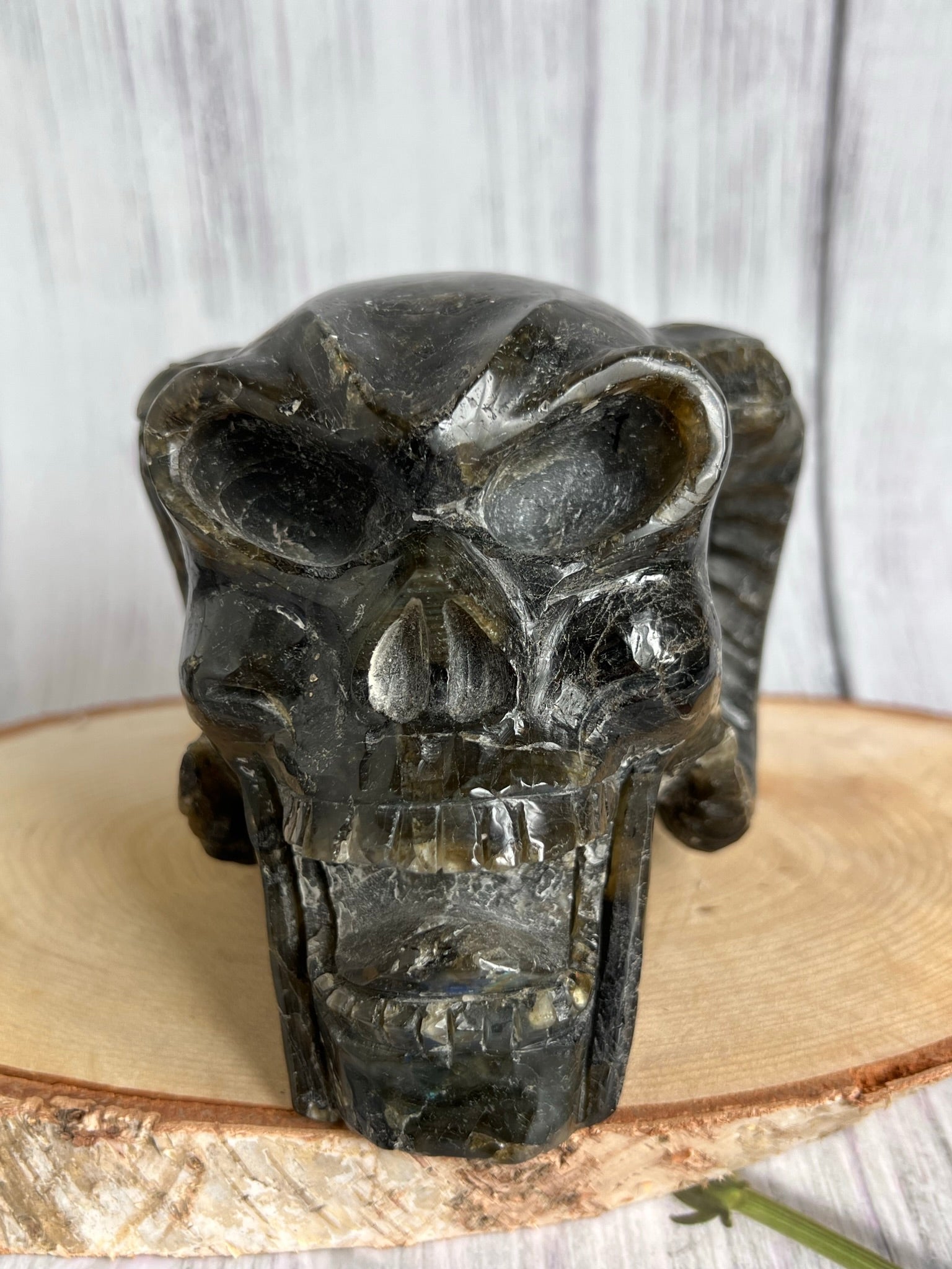 Labradoriet skull met hoorns